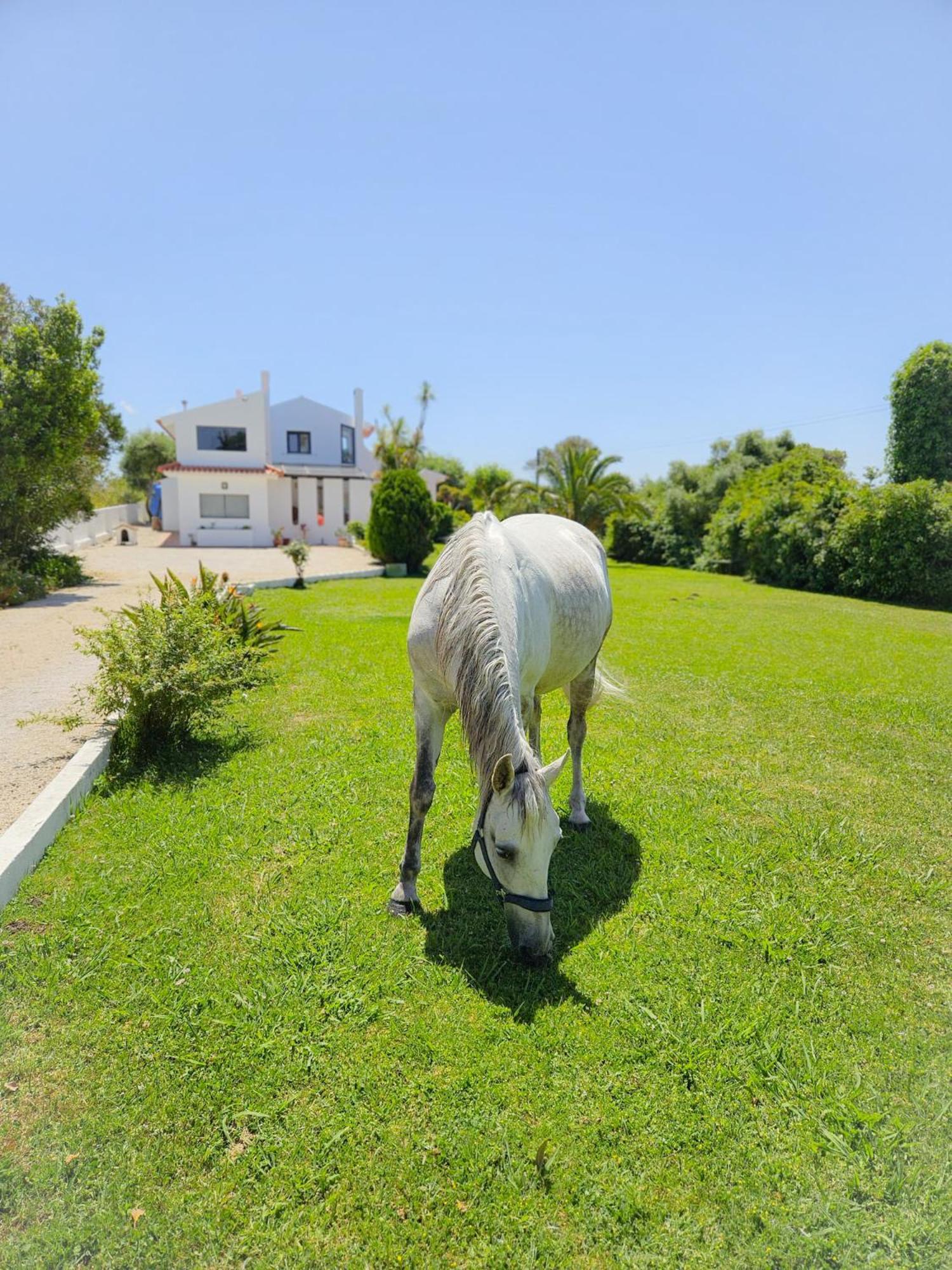 סינטרה Casa Seahorses B Cottage מראה חיצוני תמונה